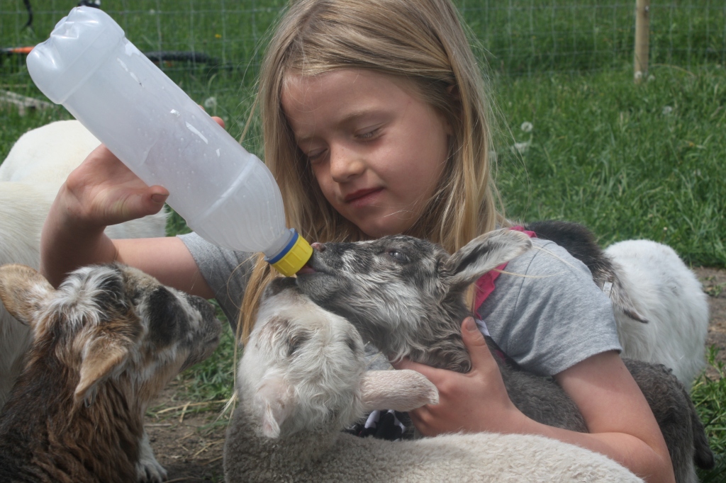 Feeding Lambs At Aunty Bears Farm